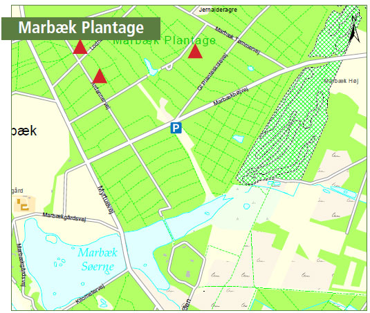 Kort over placering af pyntegrønt i Marbæk Plantage. 